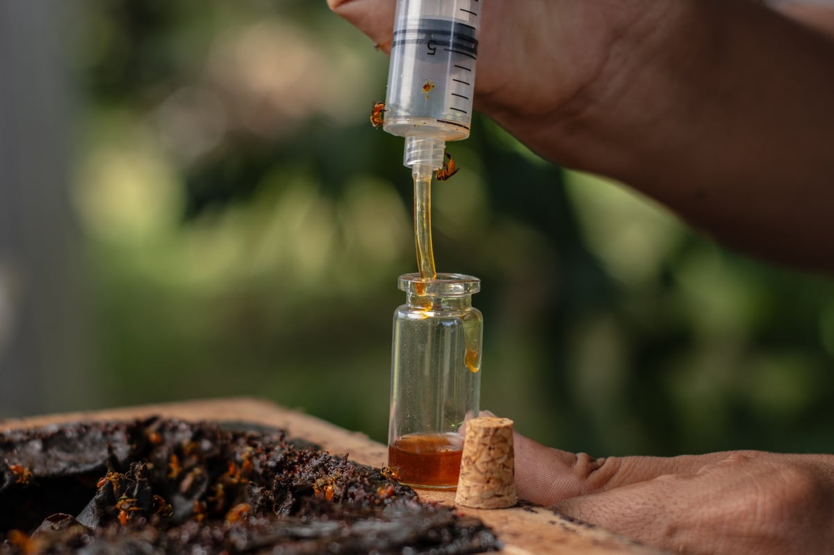 Natural honey extraction from Amazonian bees with medicinal properties