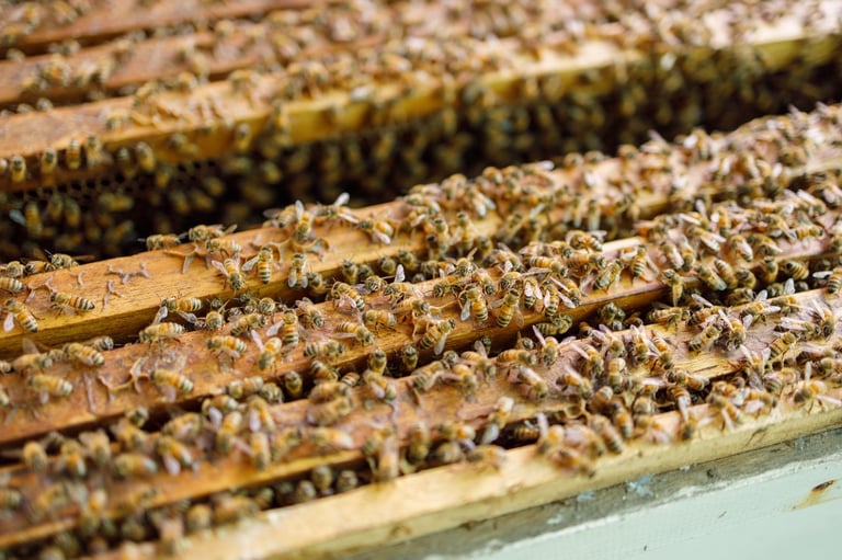 Beekeeping process in the farm