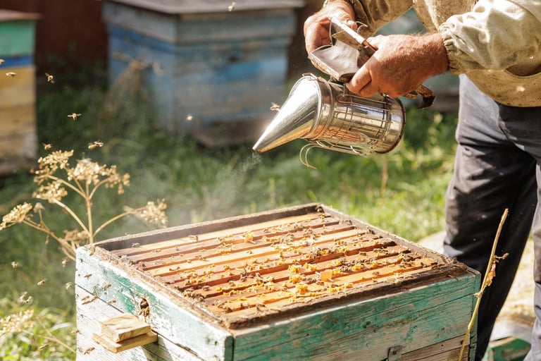Beekeeper calms bees with a smoker in the apiary