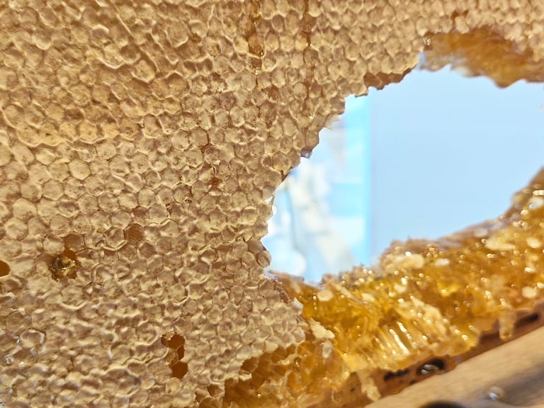 Honeycomb bee product close-up