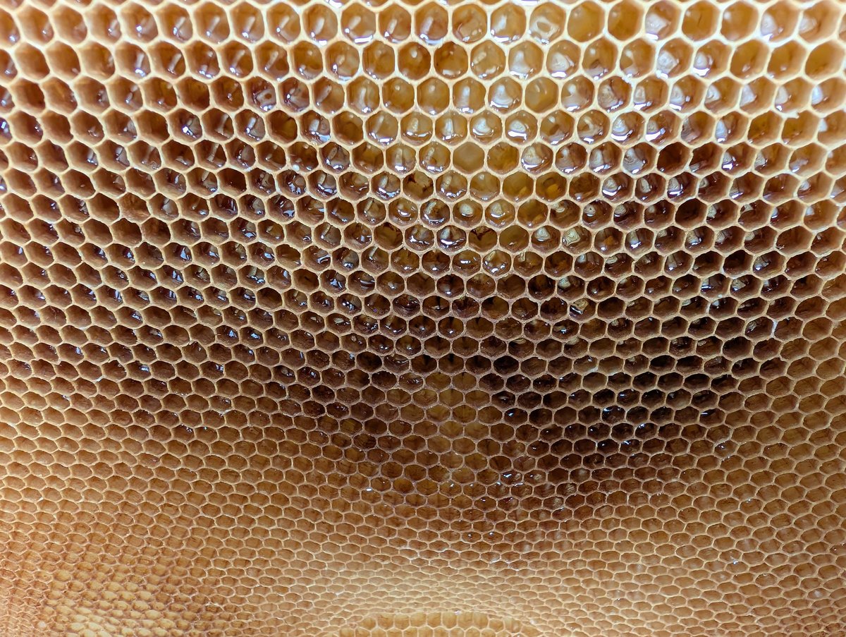 honeycomb texture from small home farm in czech republic
